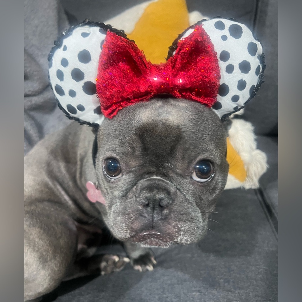 Ears - Picture 2 of 2